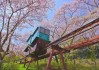 京都不死鸟VS山形山神：16年“克星”再对决，J联赛跨级德比谁破连败魔咒？