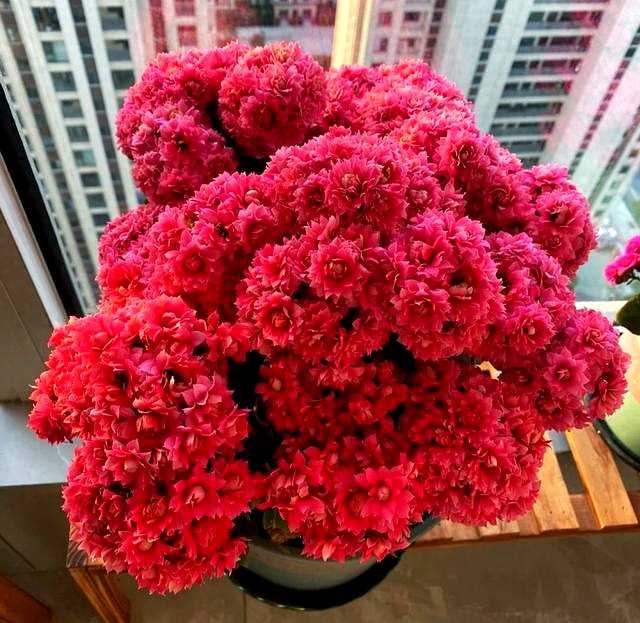 王阿姨正在修剪长寿花的残花，动作娴熟，眼神中满是欣慰，身后的长寿花开得层层叠叠