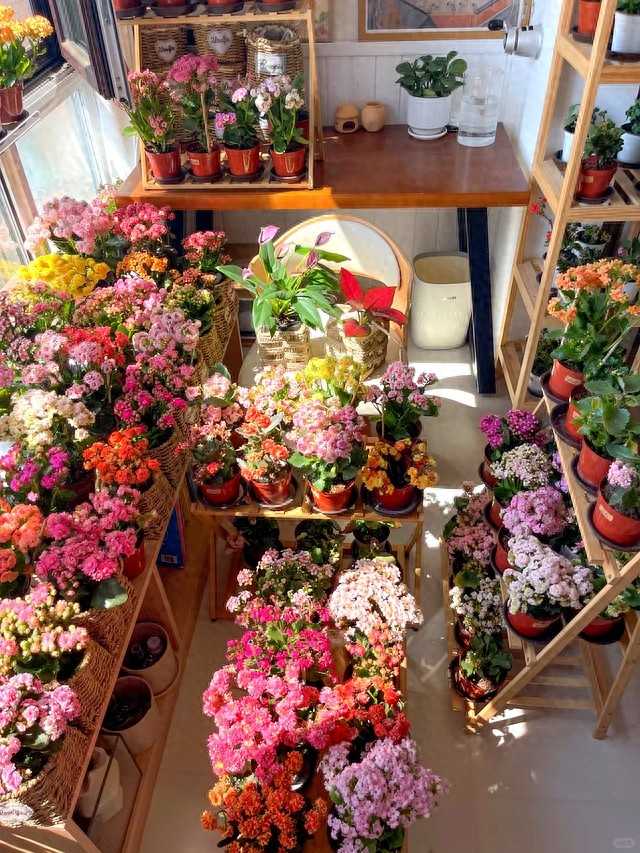 石家庄王阿姨的阳台上，一盆盆长寿花簇拥绽放，红的粉的交织成一片，在冬日暖阳下显得格外喜庆