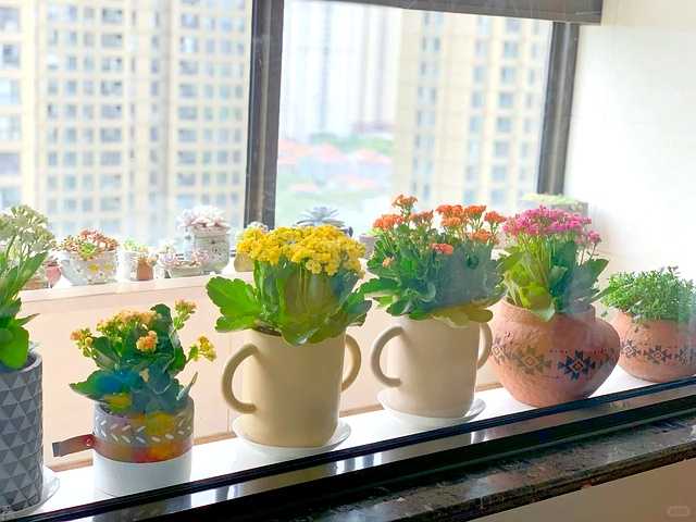 邻居家的小朋友被王阿姨家的长寿花吸引，踮起脚尖好奇地观察着那层层叠叠的花瓣