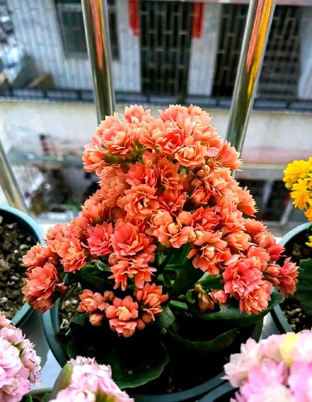 一双沾满泥土的手，正将一根剪下的健康长寿花枝条轻轻插入湿润的盆土中，旁边是已经生根成活的小苗，充满了新生的希望。