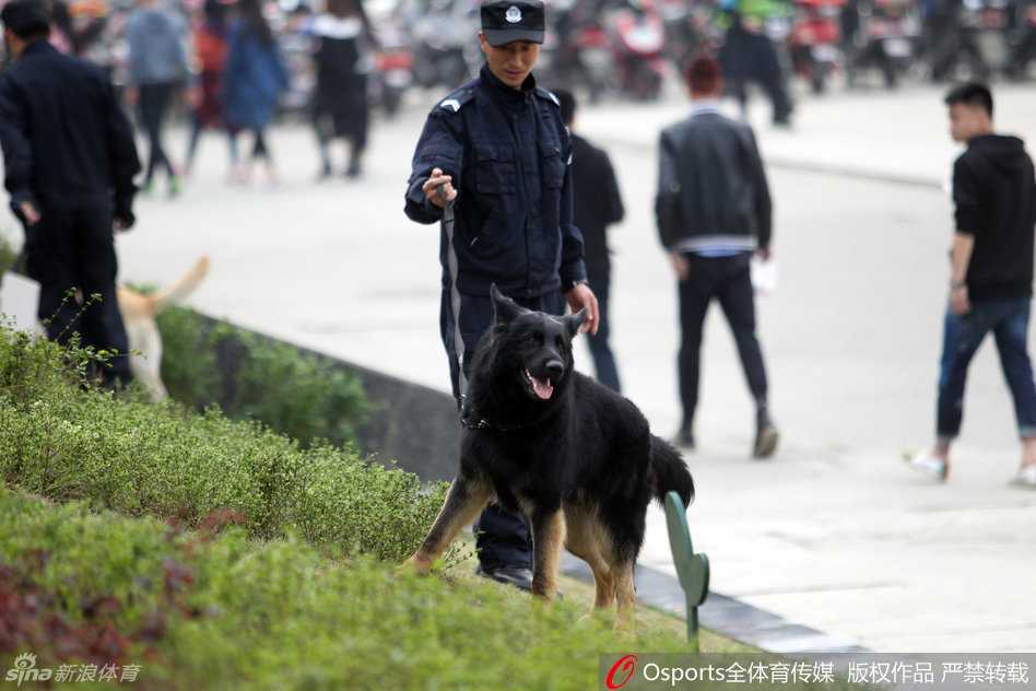 总决赛前的钢铁防线:直击川辽大战第五场超常规安保 一名神情专注的训导员带领着嗅觉灵敏的警犬,在体育馆外的空旷区域执行搜索任务,警犬肌肉紧绷,时刻准备为维护秩序贡献自己的力量。