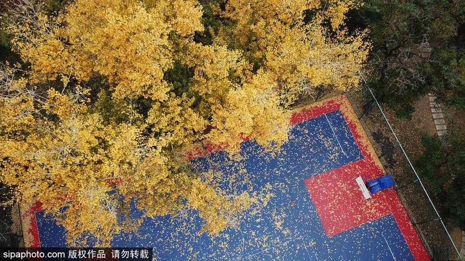 从球场一侧望去，落叶不规则却又有致地铺满地面，远处是公园里的常青树木，勾勒出一幅静谧的秋日园林图。