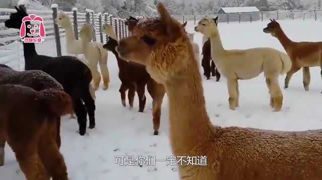 墨超第7轮韦拉克鲁斯客场2-1掀翻领头羊美洲狮 墨超第7轮韦拉克鲁斯客场2-1掀翻领头羊美洲狮